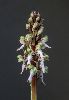 <em>Himantoglossum robertianum</em>